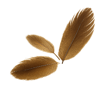 subscribe-one-shape-1